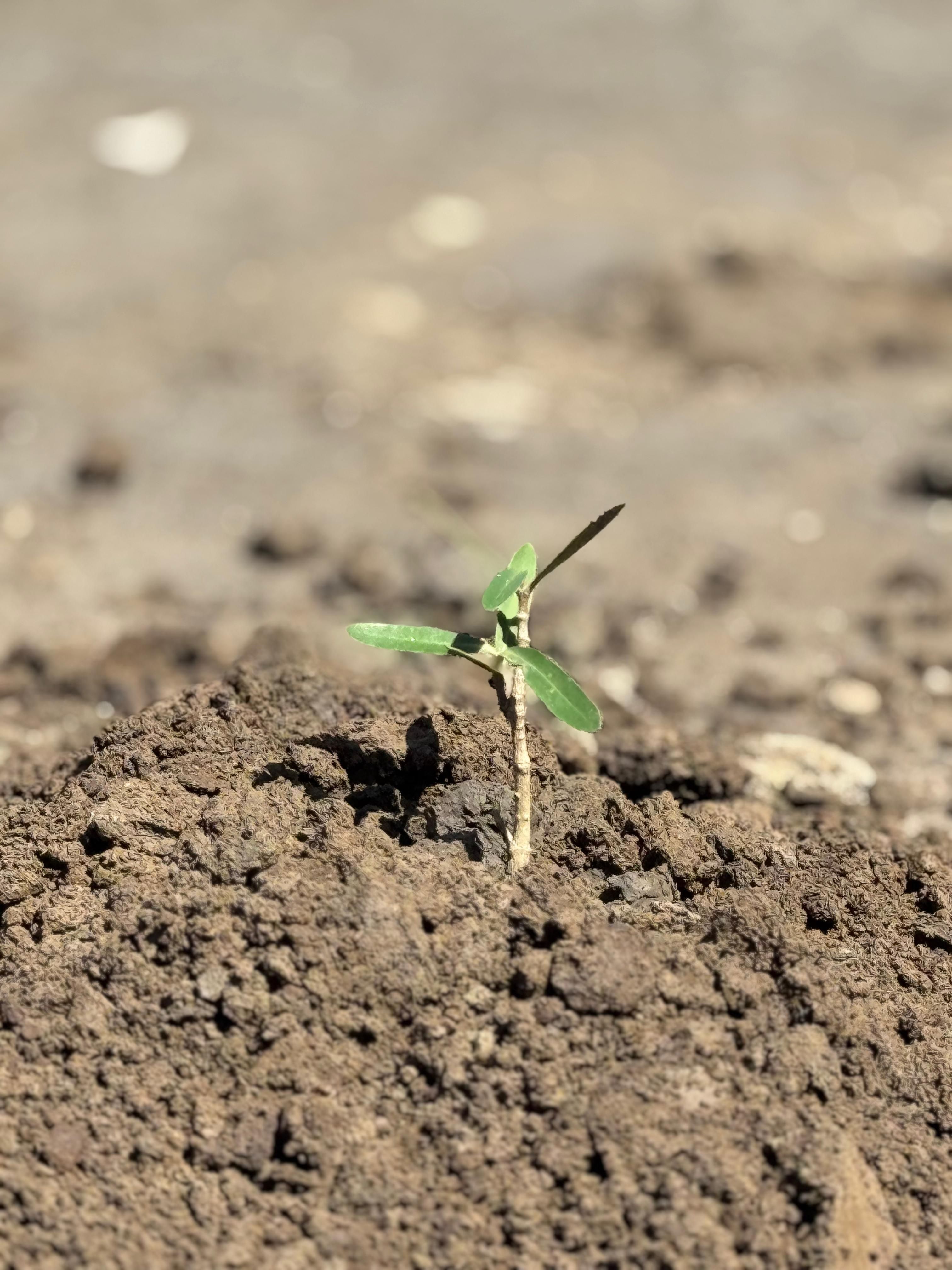 Voluntariado impulsa restauración de manglares en Refugio Nacional de Vida Silvestre Cipancí