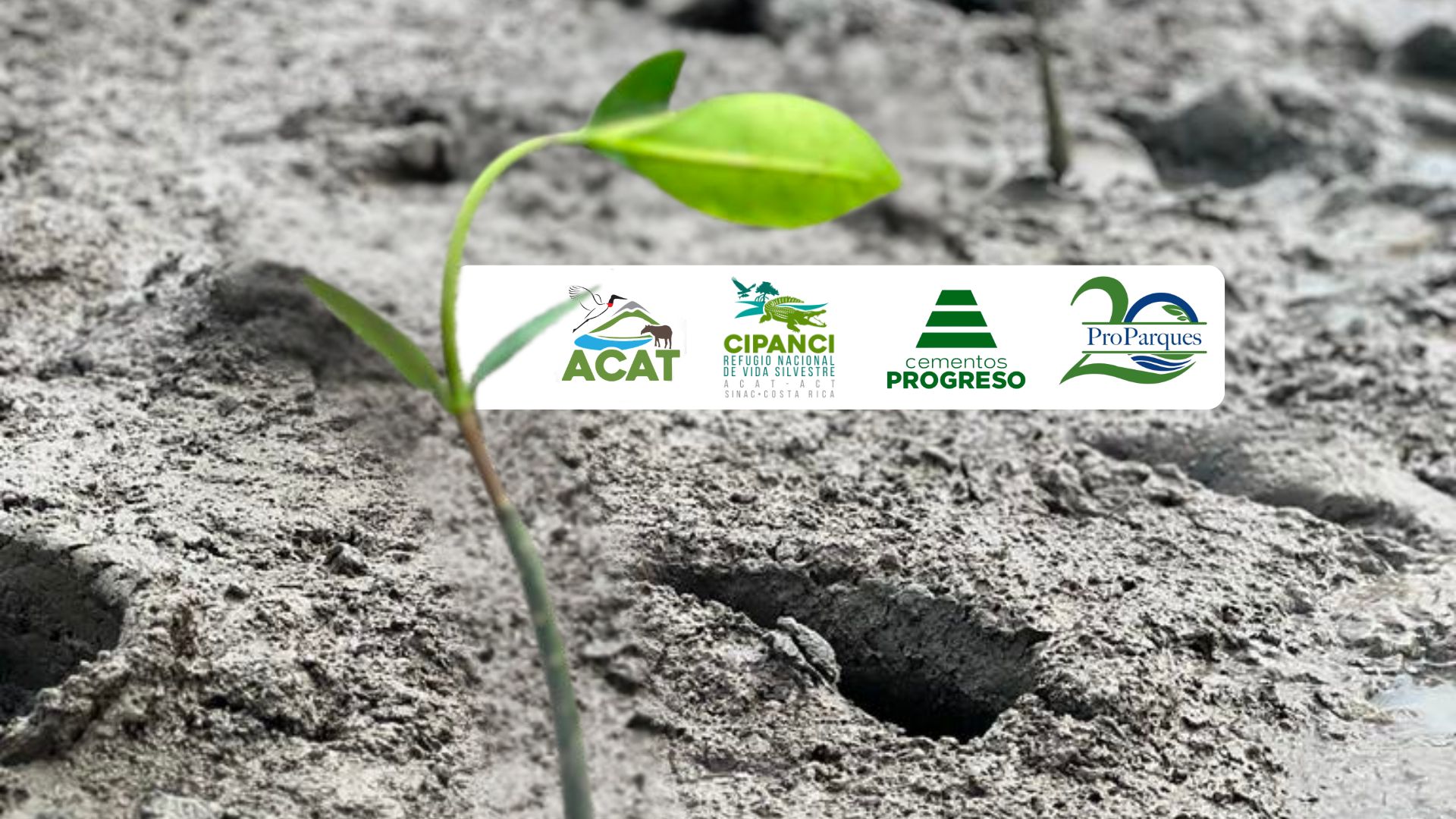 En alianza con Cementos Progreso, ProParques apoya la restauración de los manglares del Refugio Nacional de Vida Silvestre Cipancí